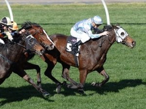 Queensland campaign on cards for Red Alto