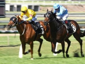 Volkoff set to sparkle again at Eagle Farm