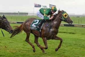 NZ horse Fascinate