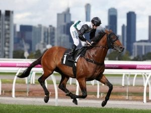 Boom Time to resume in Victoria Handicap