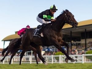 Scallopini a Brisbane winter hopeful