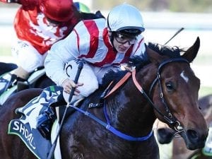 Shoals sibling scores a maiden Bendigo win