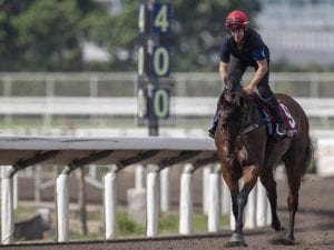 Viddora clear to run in Chairman's Sprint