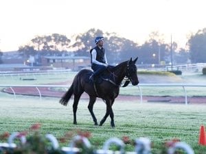 Winx to race with synthetic hoof filler