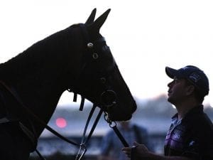 Champion mare Winx's 25 consecutive wins