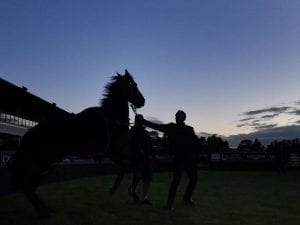 Champion Winx kicks fence at final workout