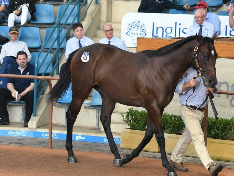 A $2.4 million colt by Medaglia D'Oro