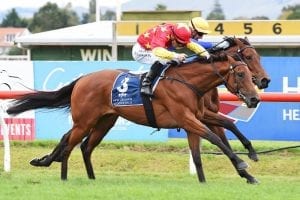 Guineas the long term goal for Hastings winner Madison County