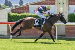 Southern triple crown tilt for Orepuki Lad