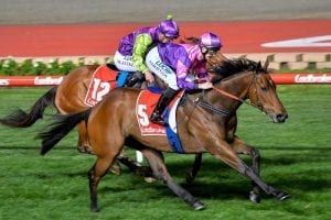 Trainer eyes off maiden victory at Sandown