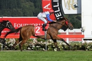 Pitman enjoying build-up to Australian Oaks challenge