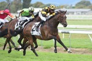 Derby plans for talented 3YO Sherrif