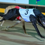 Typhoon Sammy (3) edges Barooga Smoke (1) in the Cup Night Match Race.