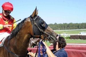 Canberra horse Clipper