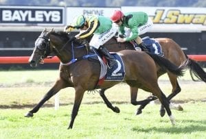 NZ Cup hopes for Aigne