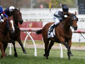 Boom or bust for Caulfield Cup winner