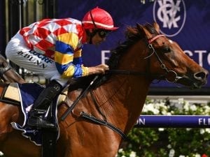 Manolo Blahniq fresh for Flemington tilt