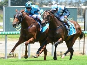 Qld mare Acqume to run at York