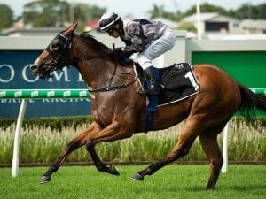 Houtzen impresses after Newmarket spin