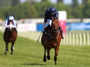 Rhododendron lands Lockinge thriller