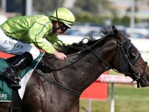 Self Sense among Australian Hurdle entries