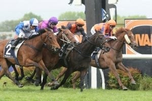 Guineas winner set for Foxbridge