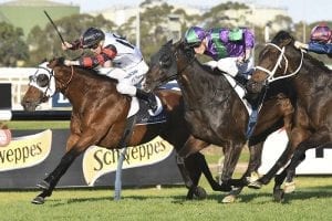 King Darci rules tight finish at Rosehill