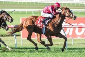 Mazzuro to end campaign at Flemington