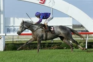 Rain ideal for Kiwi stayer