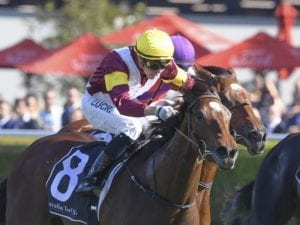 Touch Of Mink to return to stakes class