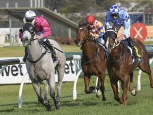 Blinkered Albumin in overdue Rosehill win