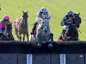 Don't Be Shy takes Australian Steeplechase