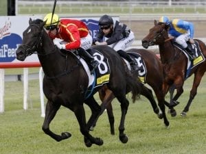 Pretty In Pink lands Scone Listed race win