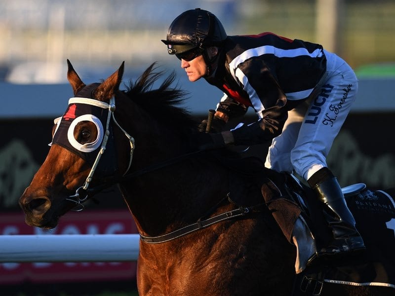 Jungle Edge during Doomben Cup Day