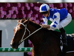 Noble Boy faces biggest test in Hinkler