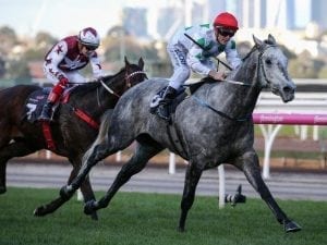 Rocket Tommy after another Flemington win