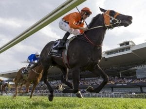 Ace High to stand at New Zealand stud