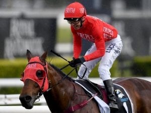 Redzel going for three Everest wins