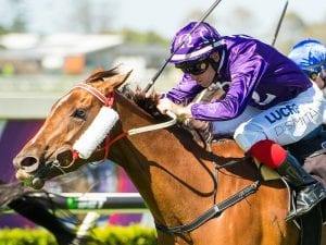 Ruby Guru gets Ipswich Cup chance