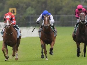 First stakes test for Bon Amis at Randwick