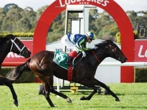 Spring hopes for debut winner Excused