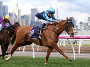 Spanner Head in form for Sandown race