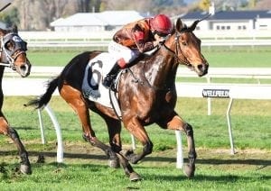 Plucky mare comes up roses at Awapuni