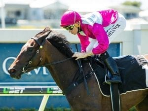 Baccarat Baby too tough in Guineas