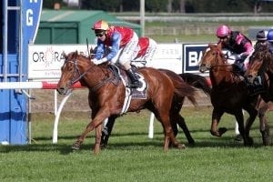 Improvement continues for exciting Te Toro