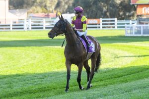 Regardsmaree gets head down in time in VOBIS Gold Sprint win