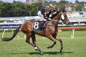 Man Of His Word at Randwick, 2016