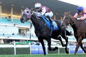 NZ stayer Megablast on seven-day back-up