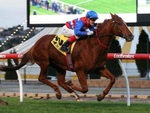 Magic Consol chasing first Flemington win