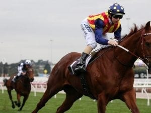 Nature Strip headlines Flemington entries